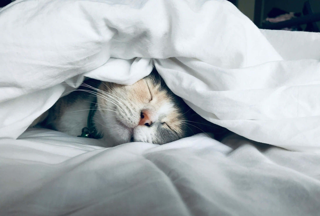 Close-up of a cat sleeping contentedly under a white blanket, symbolizing relaxation and the importance of good sleep.