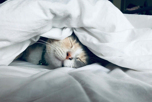 Close-up of a cat sleeping contentedly under a white blanket, symbolizing relaxation and the importance of good sleep.
